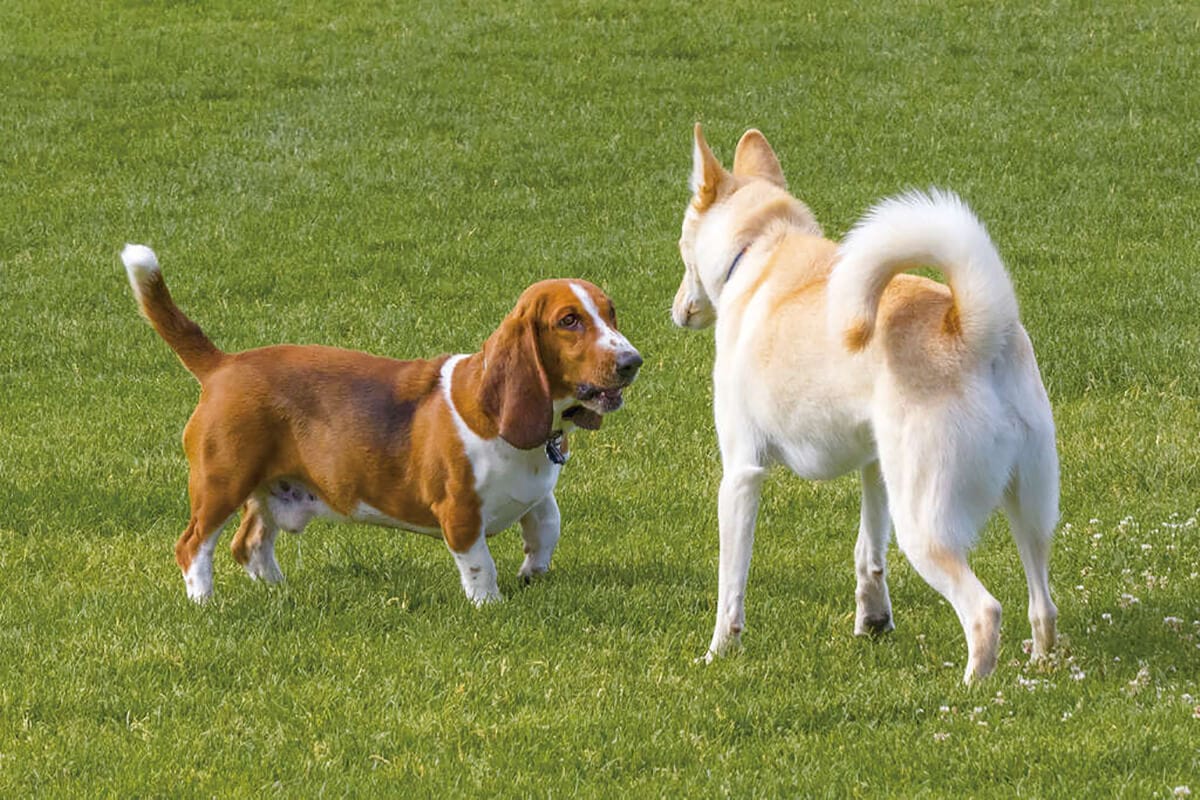 Aprende a reconocer las señales de una agresión en perros. ¡Y cómo detenerla!