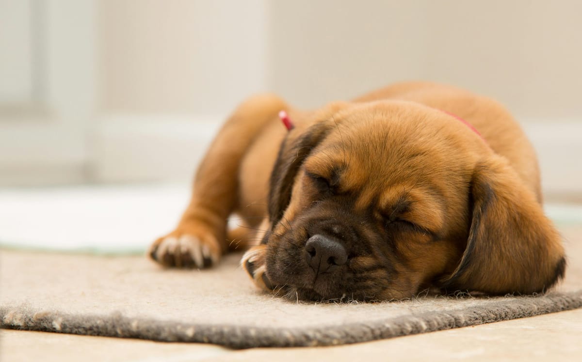 ¿Cuánto duermen los perros? Cómo saber si tu perro duerme demasiado