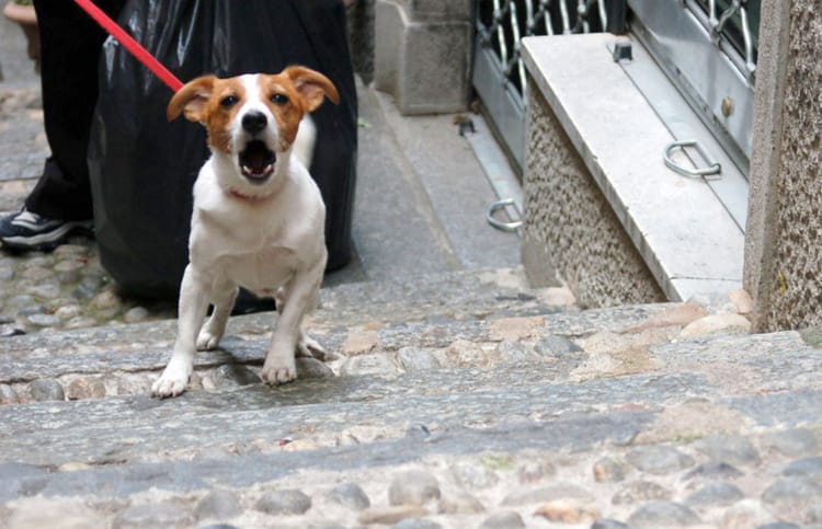 Consejos al pasear a un perro reactivo