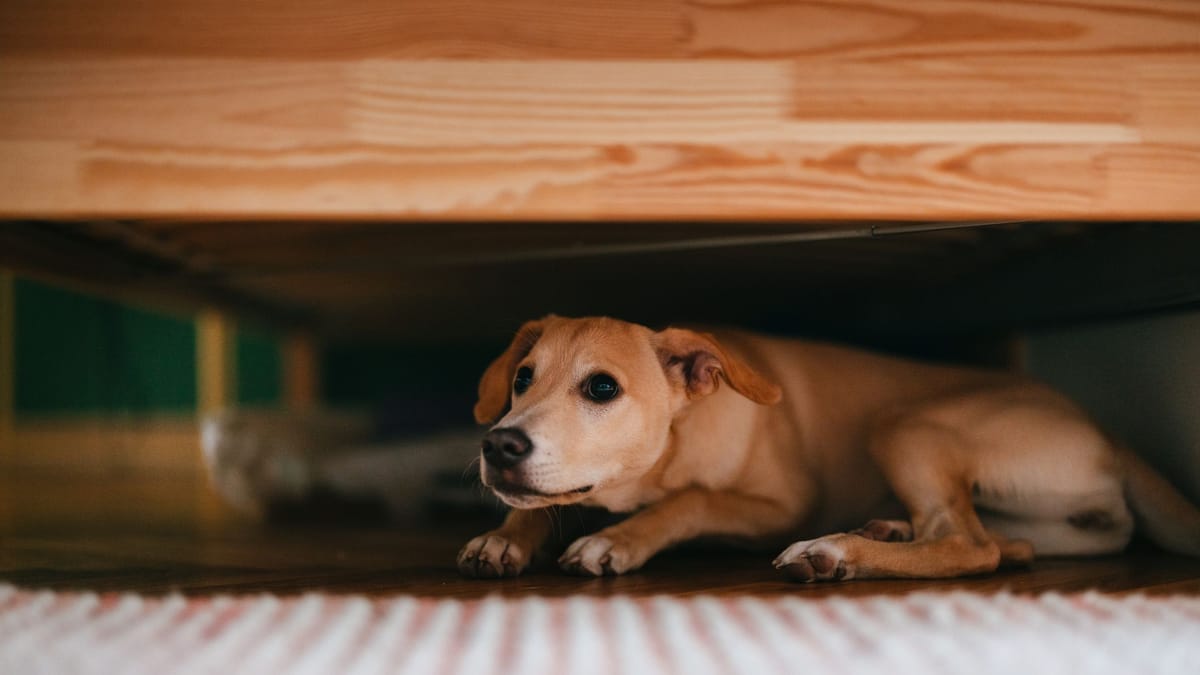 Cómo leer y reaccionar al lenguaje corporal de un perro