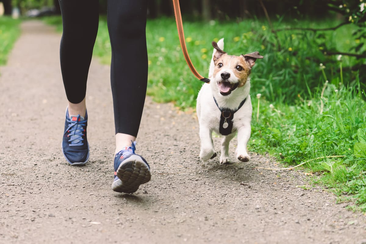 Seguridad al pasear perros