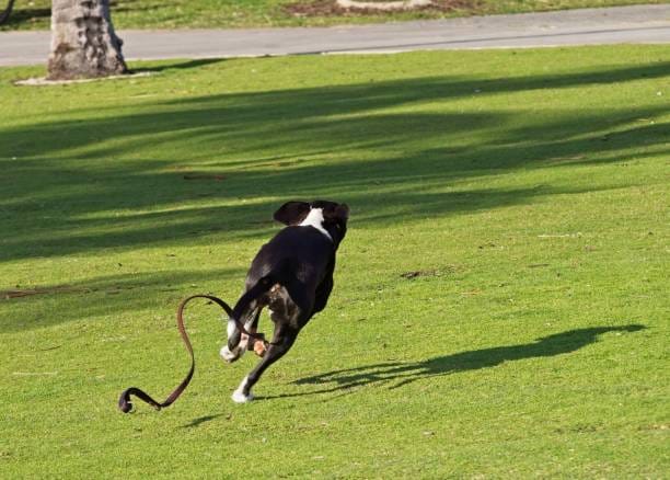 Cómo prevenir escapes de perros