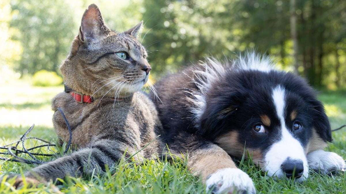 ¿Qué mascota prefieren los chilenos?