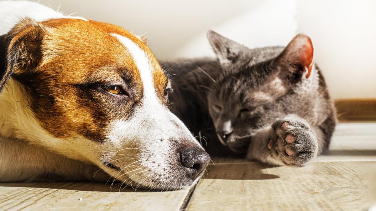 ¡Impactante! Estudios revelan si amamos más a los perros o a los gatos